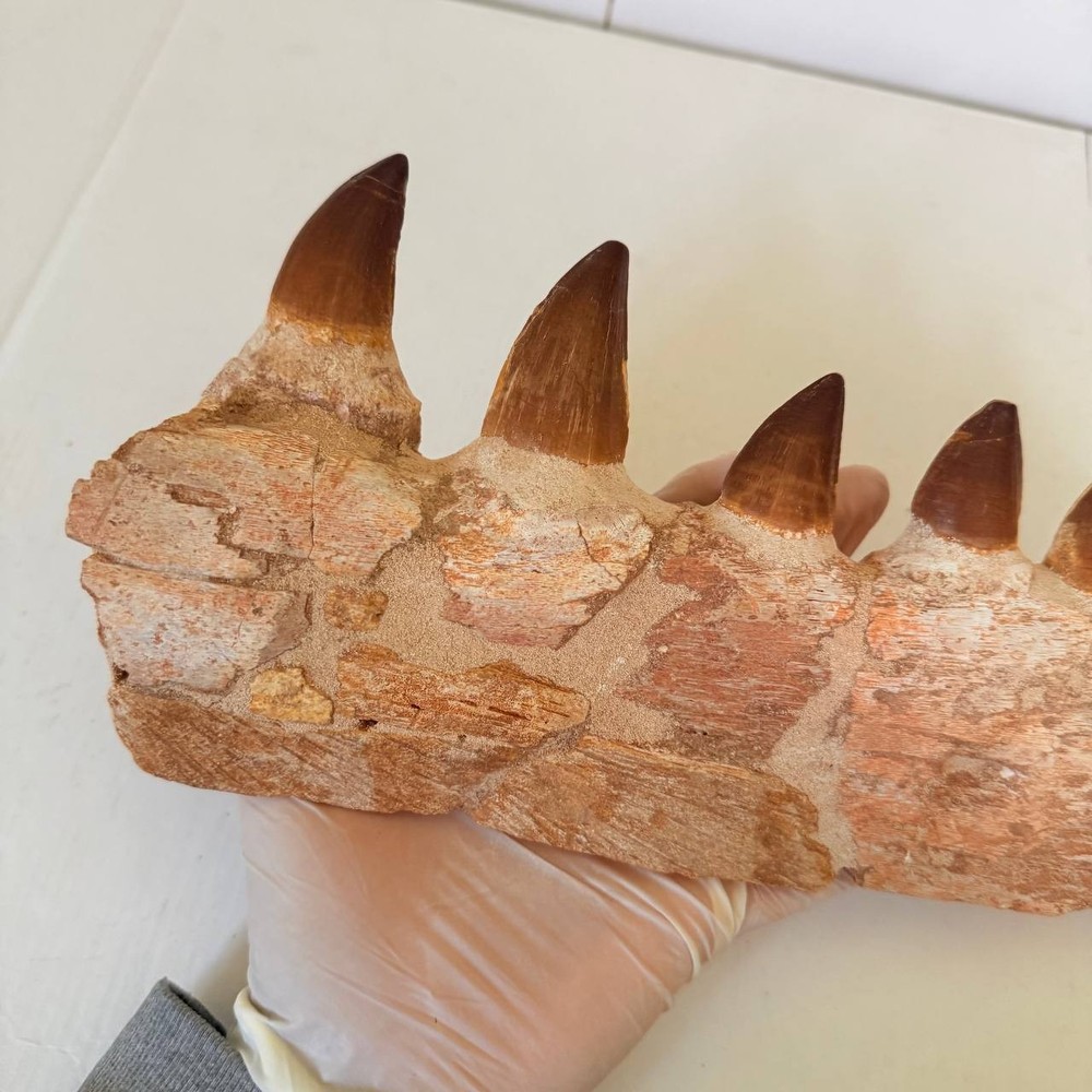 Mosasaurus Jaw Fragment with Teeth – Authentic Fossil Display Piece