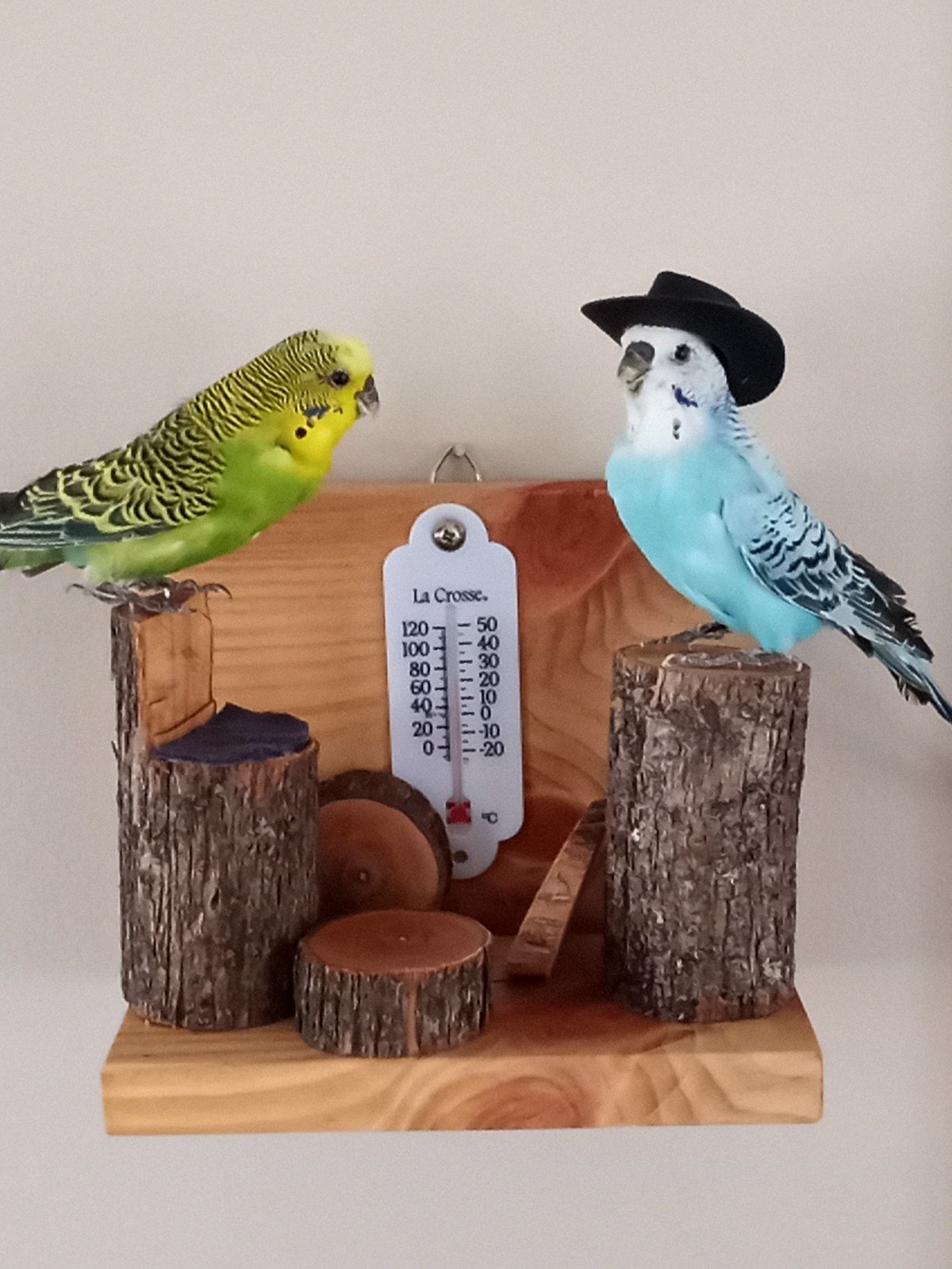DUAL PARAKEET TAXIDERMY WALL OR TABLE DECORATION Bulgarian Parakeets
