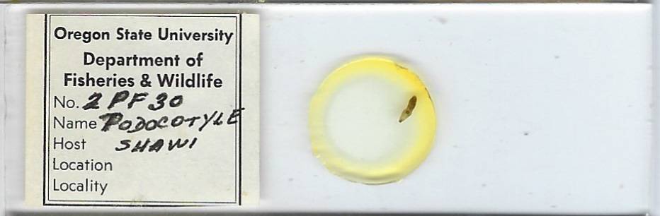 Podocotyle shawi whole mount Microscope Slide