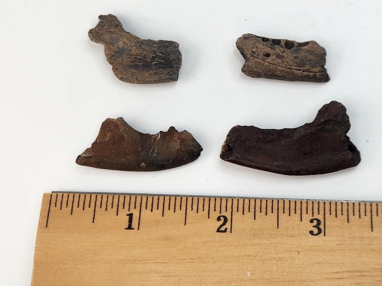 Mammal Jaw Fossil - Florida - Pleistocene Ice Age - 1 Per Purchase