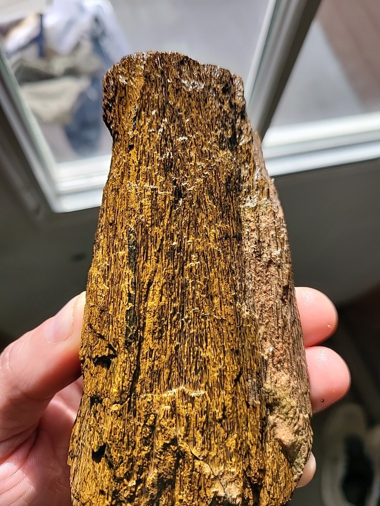 Wyoming Gembone Fossil Section – Strong Cell Pattern – Collector / Lapidary