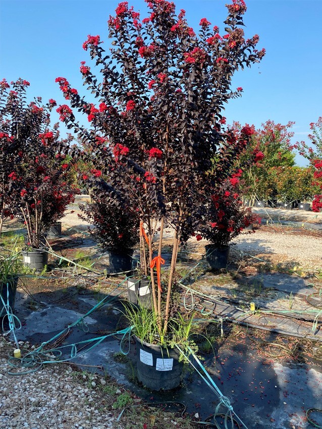 Ruby Thunderstruck Crape Myrtle Starter Lagerstroemia Rooted "STARTER" Plant