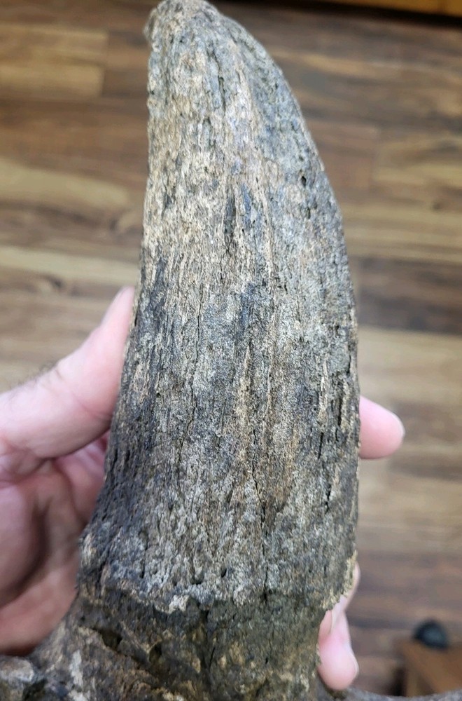 Historic Large Bison Horn Core Partial Skull river find