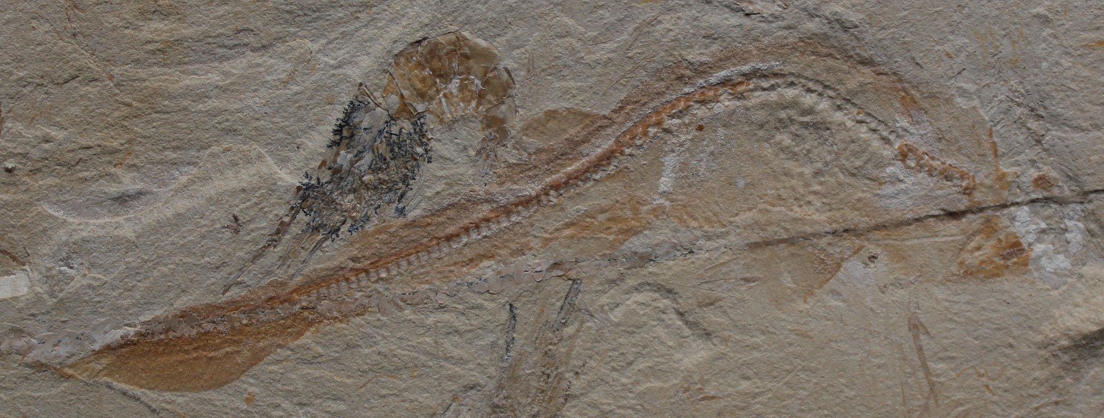 Shark Plate - Budget Specimen with 6 Shrimps - Cretaceous Fossils Lebanon