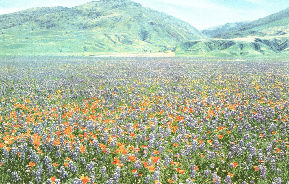 WILD FLOWERS ALONG HIGHWAY 99 - PC6351
