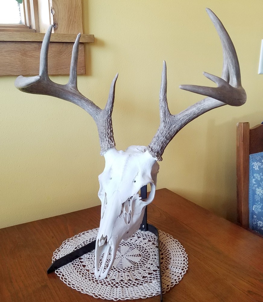 European Skull Mount Tabletop Display. Skull Hook