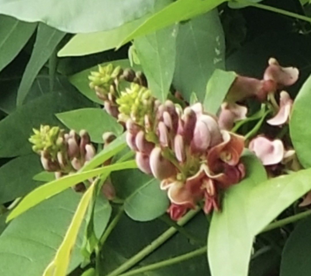 Hopniss-Apios Americana-Potato Bean