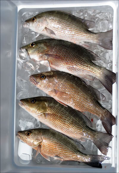 Surf Fishing Rigs, Hi-Low Rigs, The All Out - Catch All Package 17 Pompano Rigs