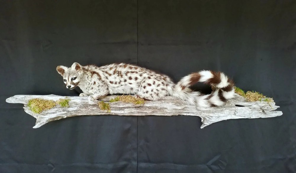 Genet on Pine Branch