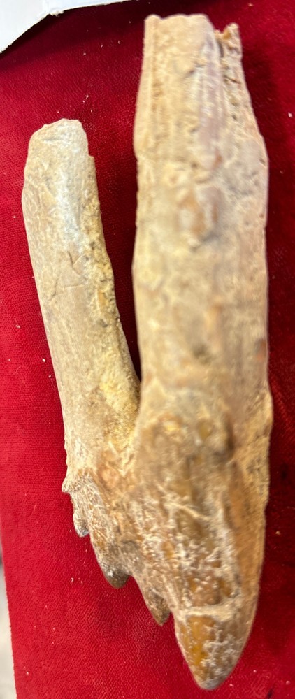 4” Basilosaurus Tooth 40-34 Mil Yrs Old Late Eocene