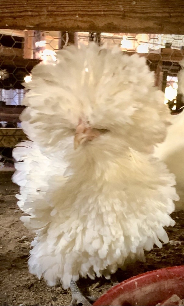White Polish Frizzle Bantam Hatching Eggs 15+NPIP