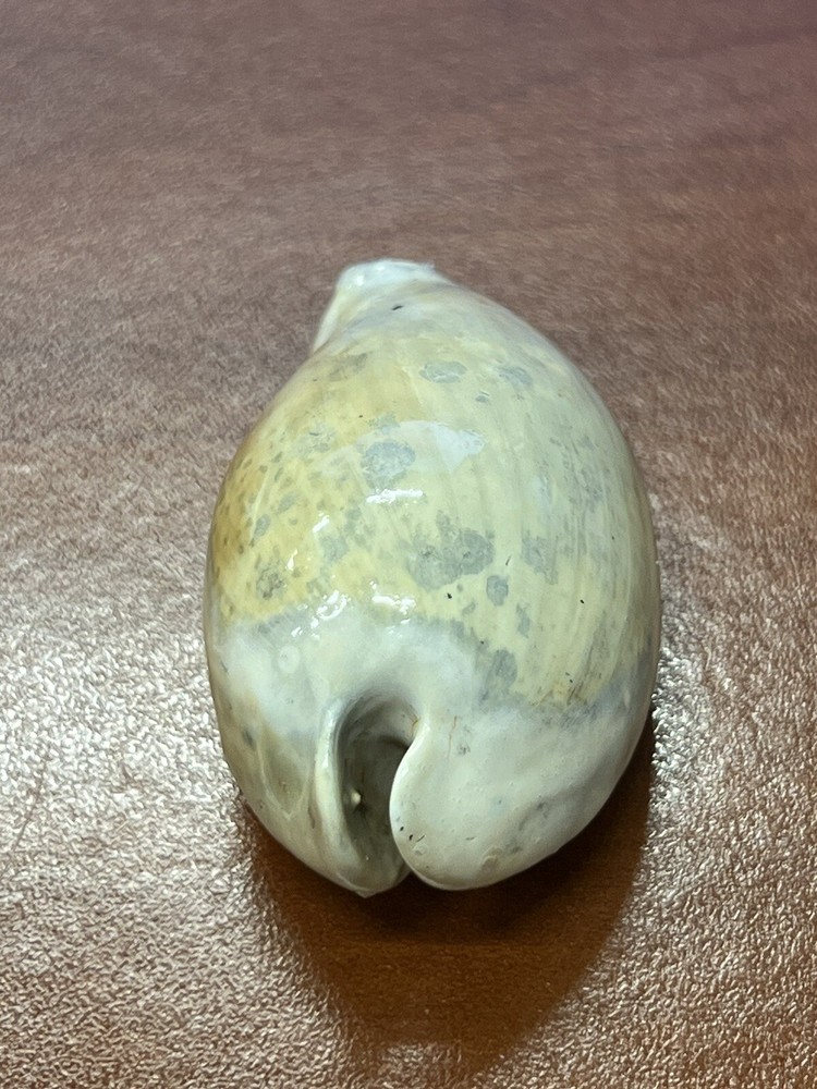EXTINCT Fossilized COWRIE Shell From Central Florida, Pliocene Era.