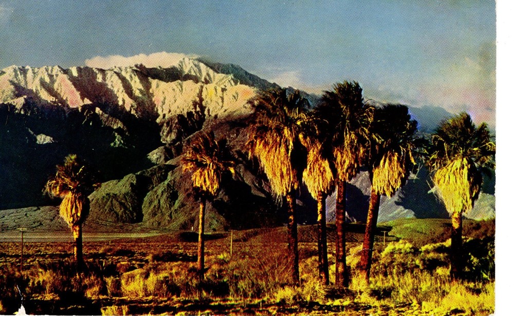 PALMS AND SNOW - PC7252