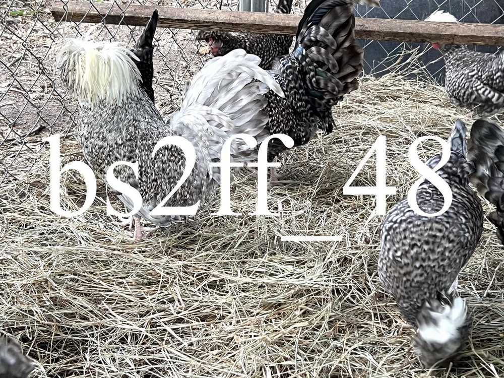 24 Pure Breed Hatching Eggs Variety Pack