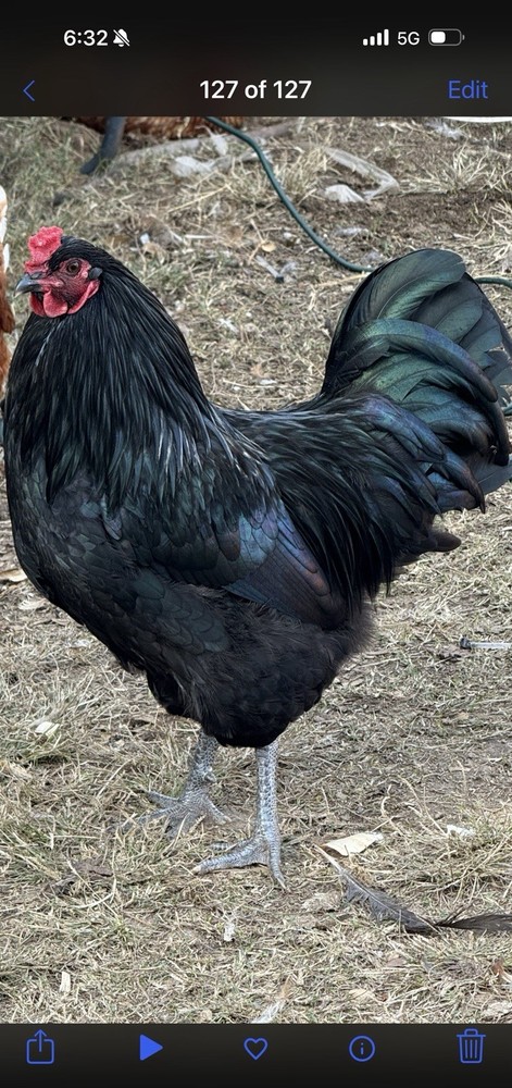 Black Zombie Olive Egger hatching eggs.