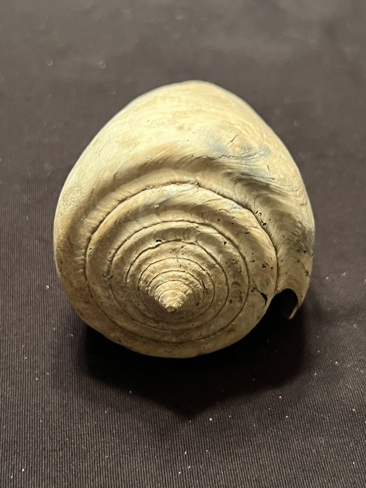 RARE Fossilized Conidae ( CONE ) Shell From Central Florida & BONUS Shell