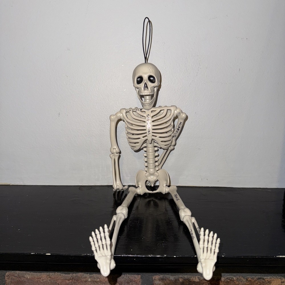 Human Model Skeleton Plastic Anatomical Moving Joints 16" Halloween Educational