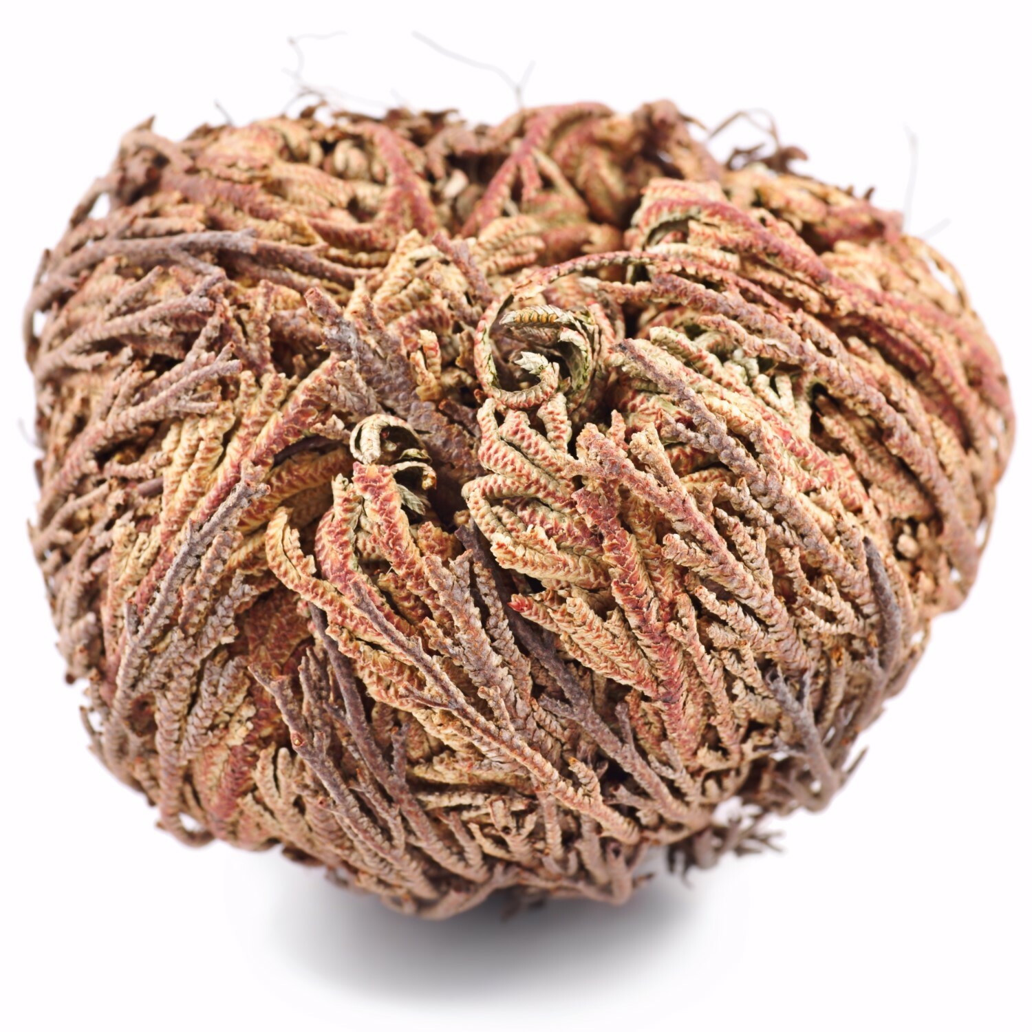 Jericho Flower - 24 Pack Bulk - Rose of Jericho, Resurrection Flower Whole Dried