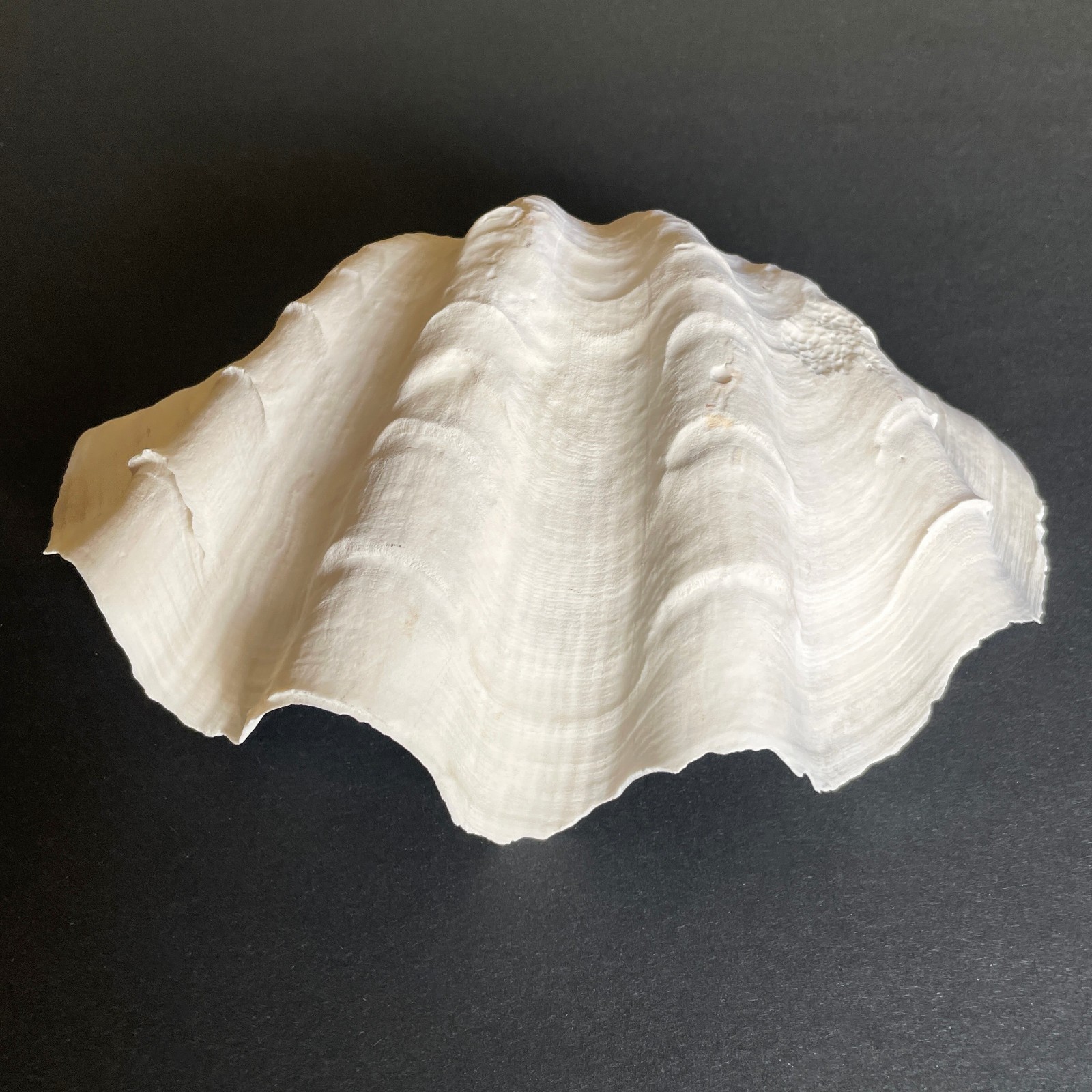 Large Natural Clam Shell • Tridacna • 9 x 6 x 3.75 inches