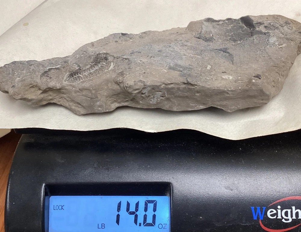 Fossil Plate Trilobite Upstate NY 7” #400