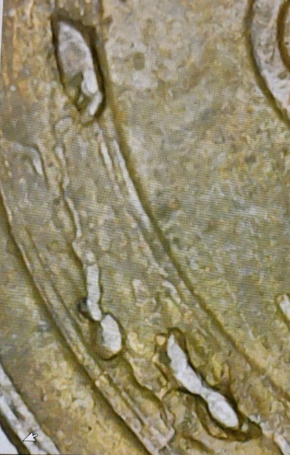 1955 Lincoln Cent Reverse Error