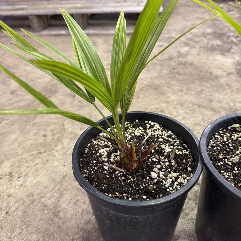 Windmill Palm 1 Gallon Pot 4 Pack