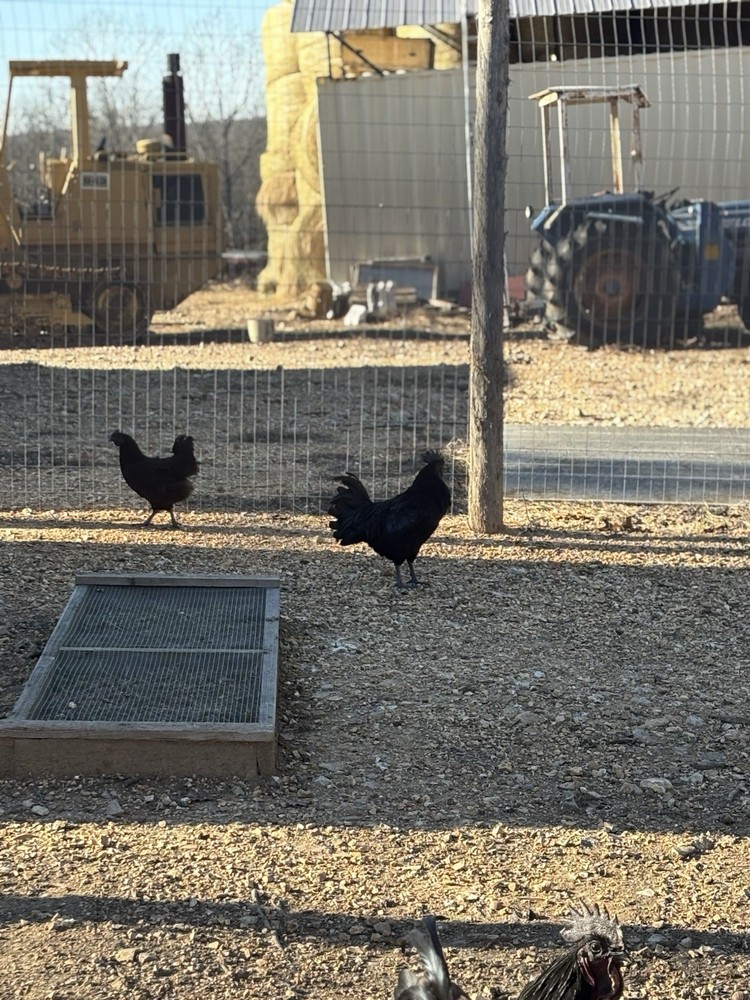 Ayam Cemani Fertilized Hatching Eggs 12 Pack