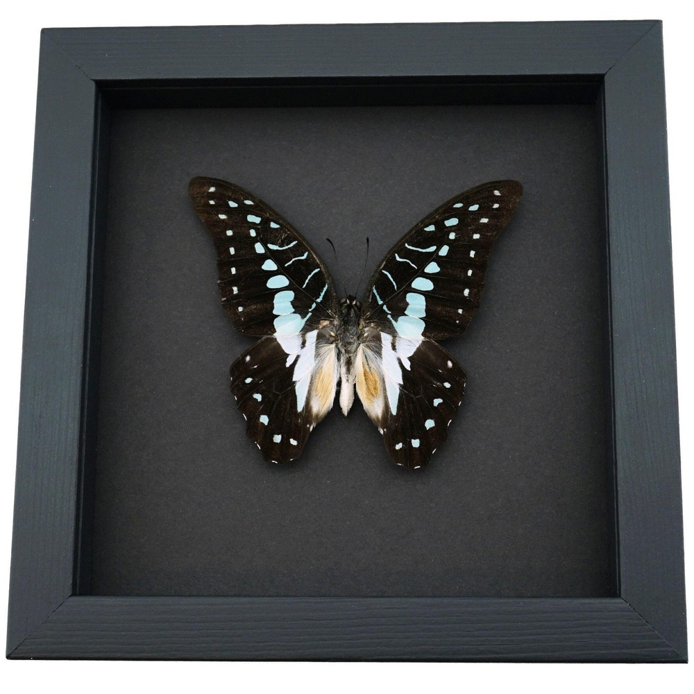 Pale Green Triangle Butterfly Graphium eurypylus pamphylus Framed Moonlight