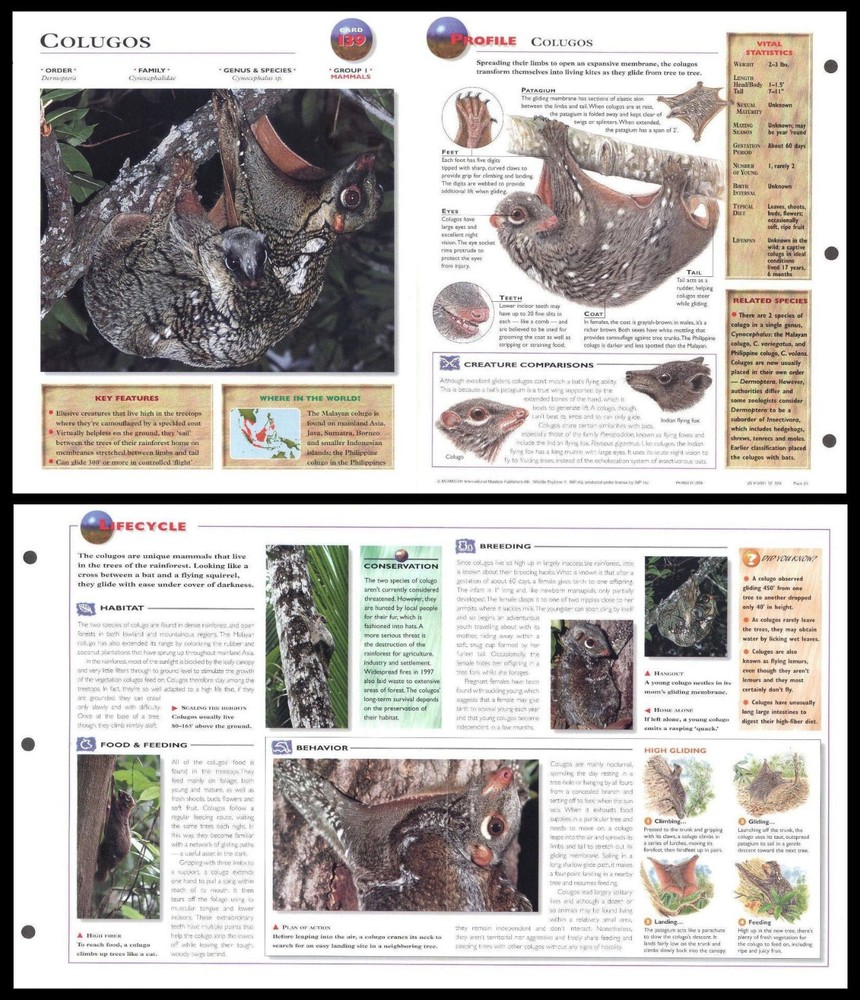 Fold-Out Sheet - Colugos (Colugo) - 139