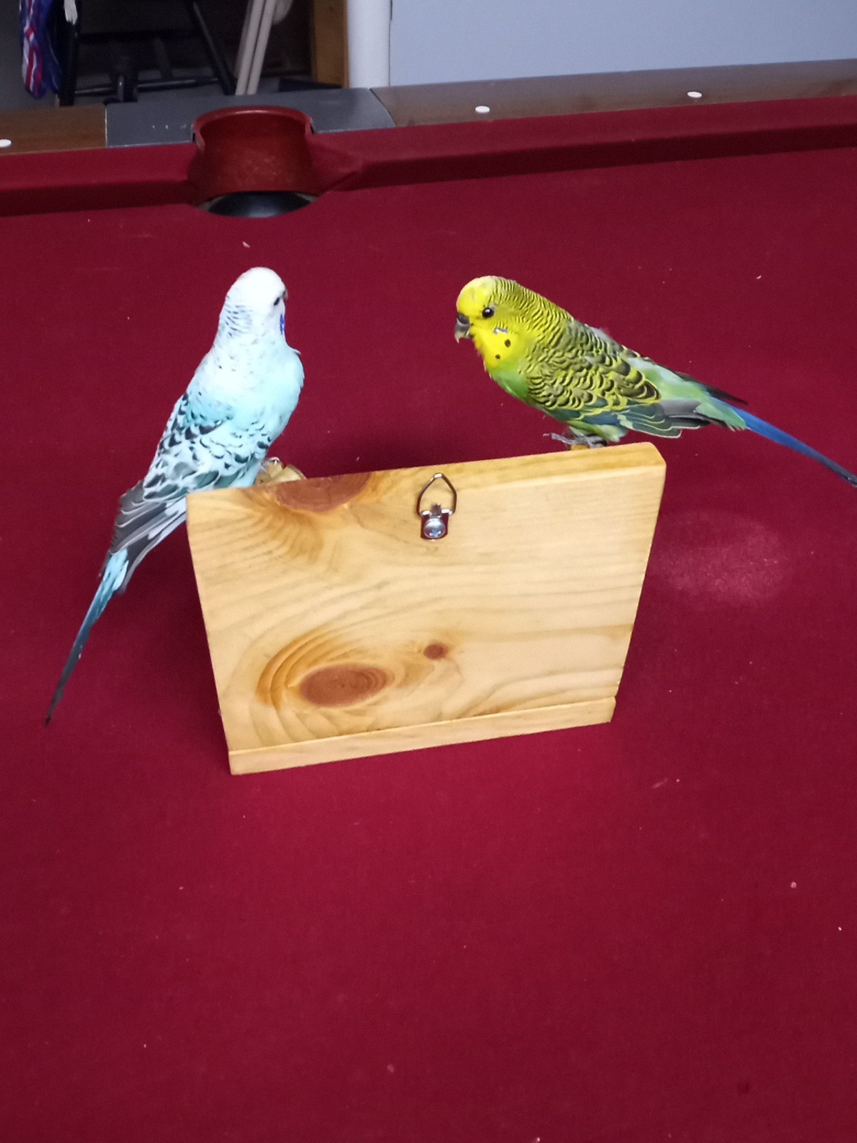 DUAL PARAKEET TAXIDERMY WALL OR TABLE DECORATION Bulgarian Parakeets