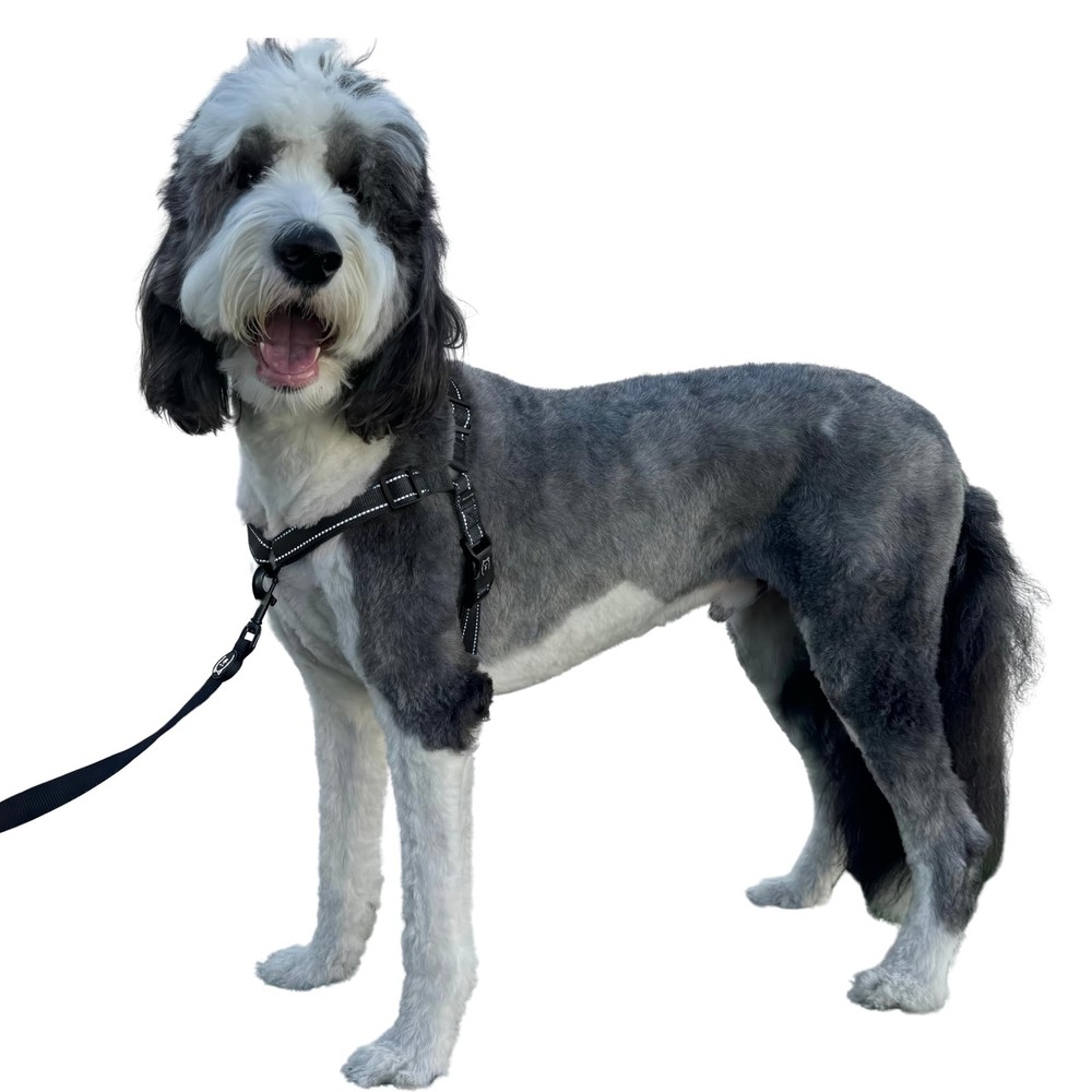 Small Midnight Dream Walk Pro Dog Harness No Pull Adjustable Pet Halter