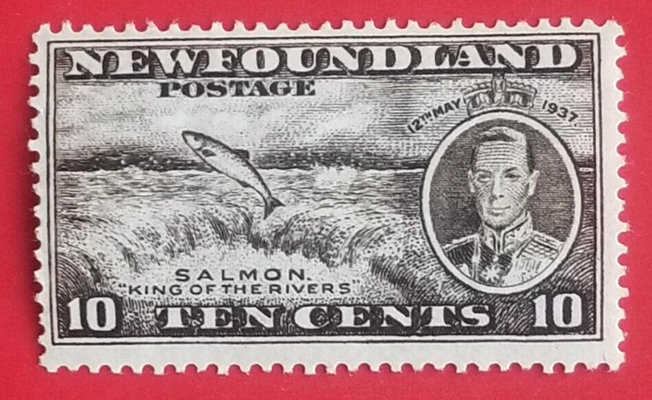 Canada Newfoundland #237 Long Coronation Issue - Salmon MLH