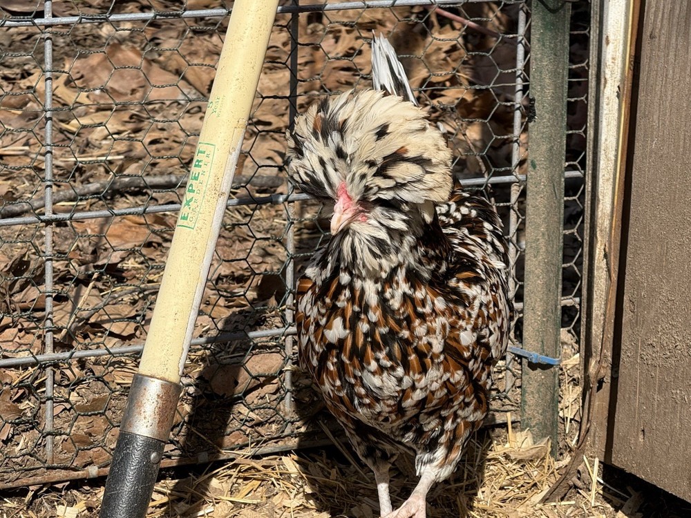 12 +++ Extra Tolbunt Polish Hatching Eggs