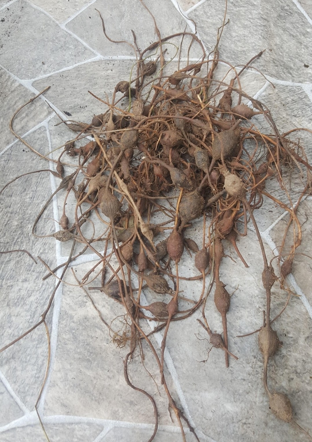 Hopniss-Apios Americana-Potato Bean