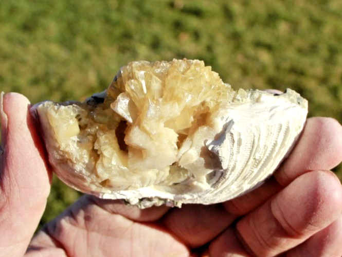 Fluorescent Fossil Crystal Clam from Ruck's Pit, Florida • Mercanaria permanga