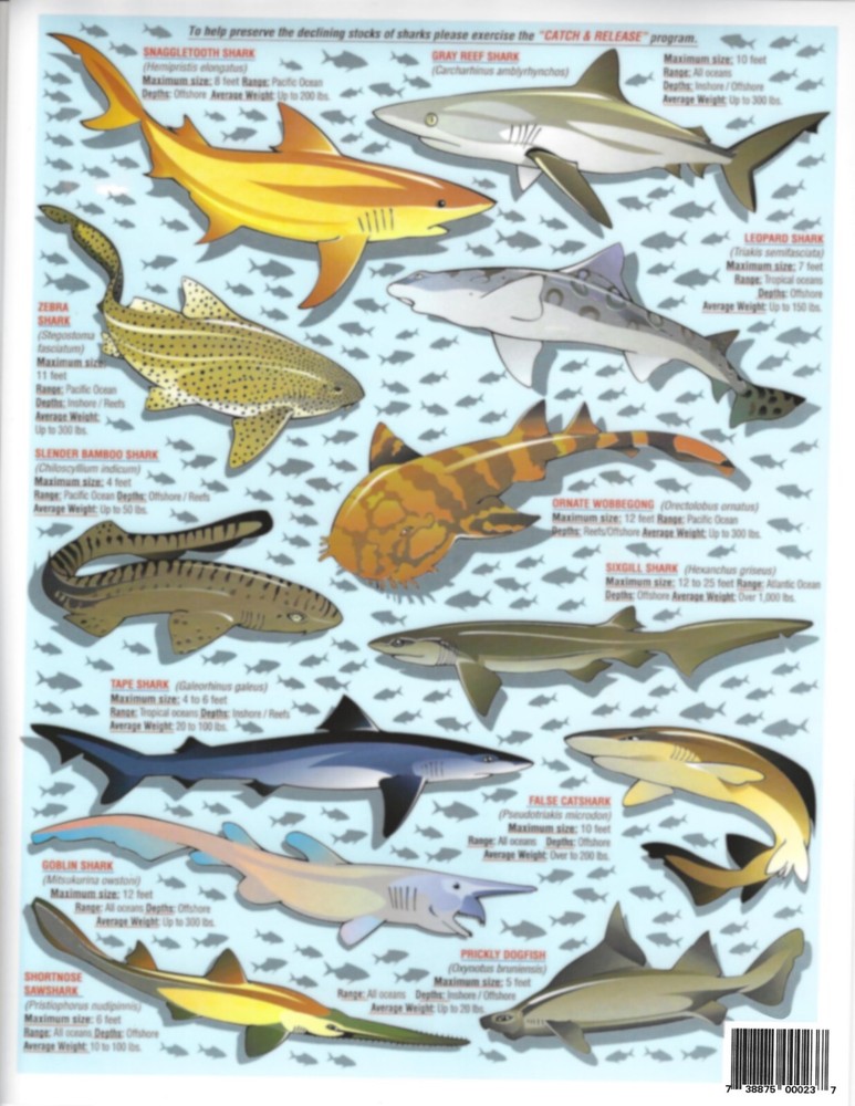 Shark Identification #2 - Quick Reference Guide