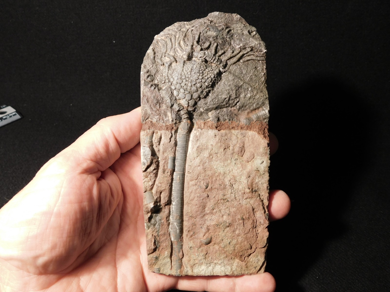 430 Million Year Old! CRINOID Fossil or Sea LILY Fossil Morocco 384gr