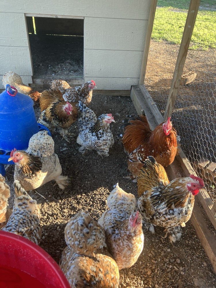 6+ Calico Cochin Bantam Hatching Eggs