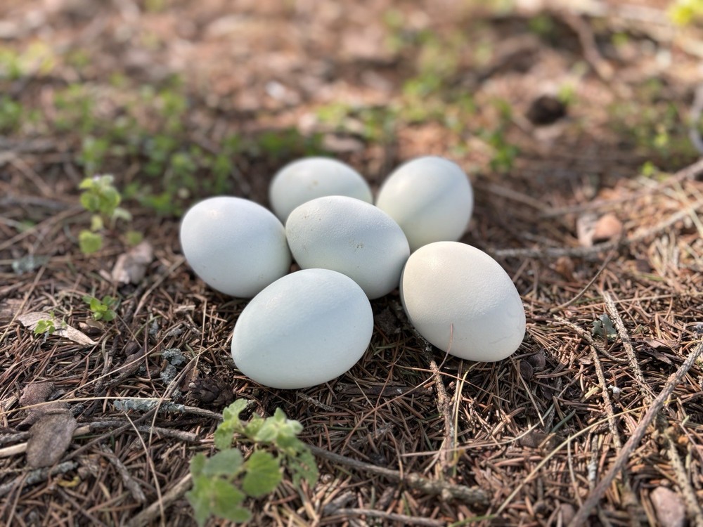 Whiting True Blue hatching eggs (12 Eggs)