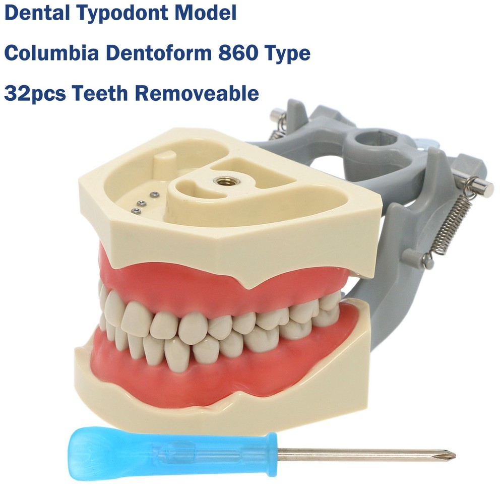 US Columbia Dentoform 860 Type Dental Typodont Model 32Pcs Teeth Mounting Pole