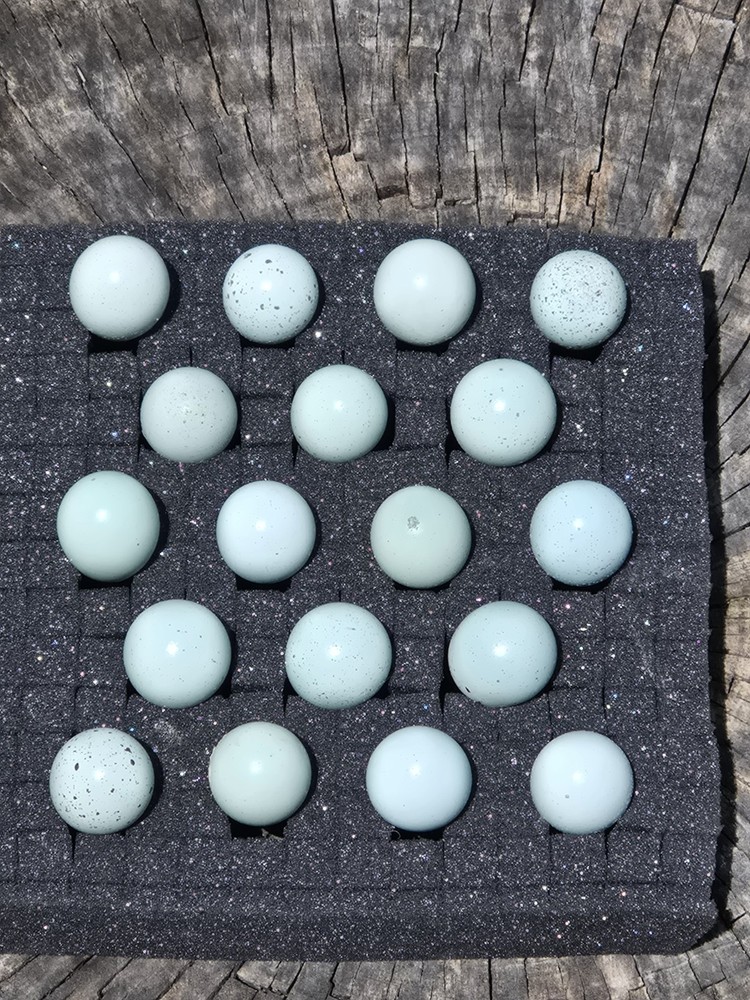 30+ **RARE COLORS** Celadon Blue Coturnix Quail Hatching Eggs