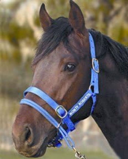 Durable Adjustable Dually Headcollar for Effective Horse Training - Large, Blue=