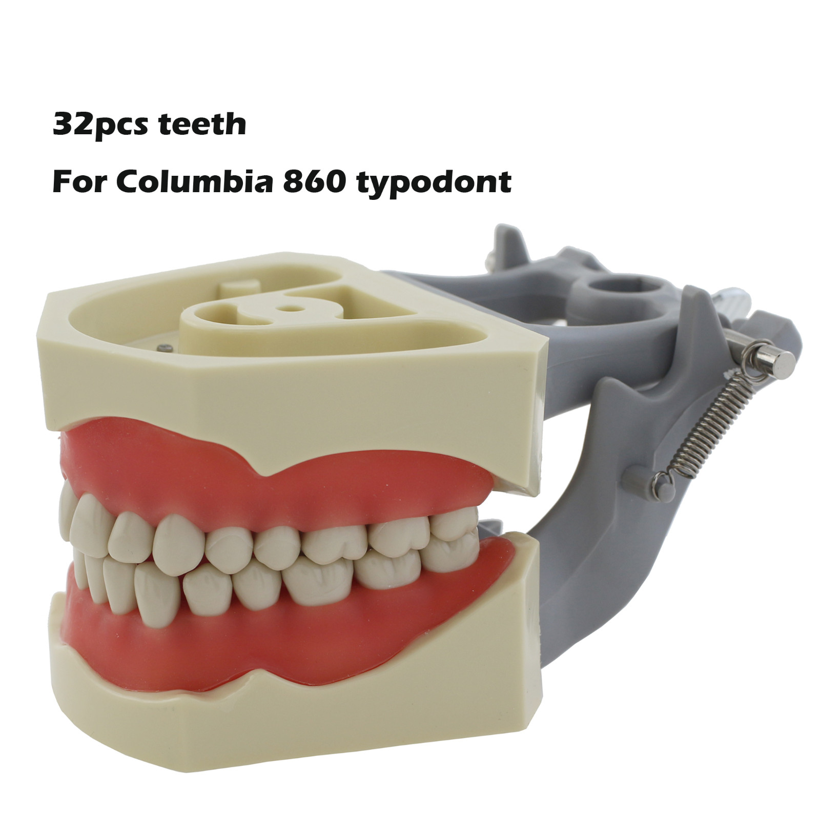 Columbia Dentoform 860 Dental Typodont Model 32pcs Removable Teeth Soft Gingiva