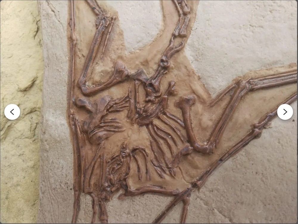 Fossil Dinosaur Pterodactyl in Solnhofen Limestone Specimen - Replica