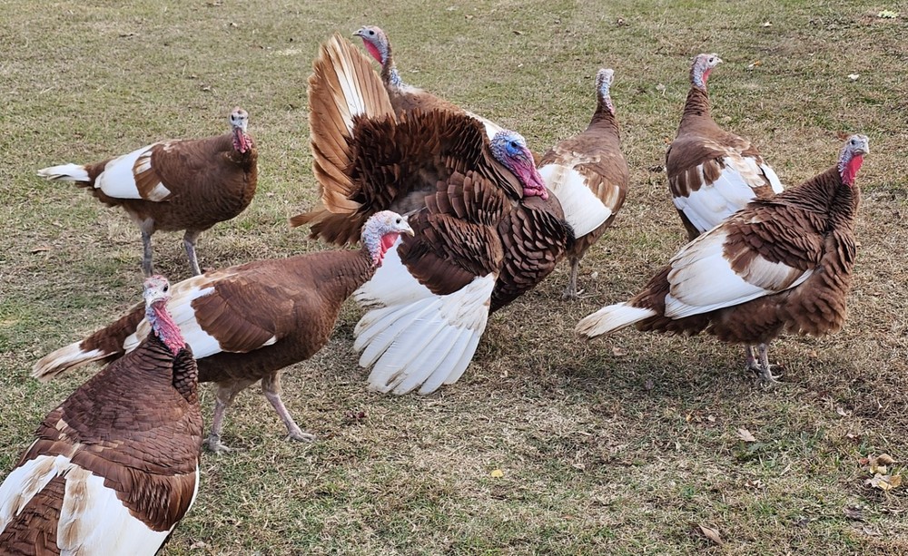 12 Bourbon Red Turkey Hatching Eggs