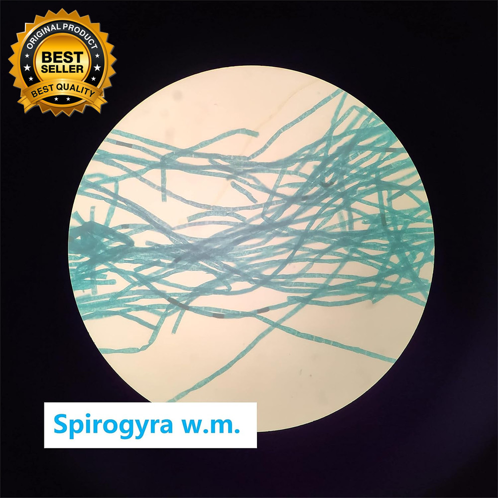 Prepared Microscope Slides Set Apologia Biologyo 16Pcs Specimens Specifically