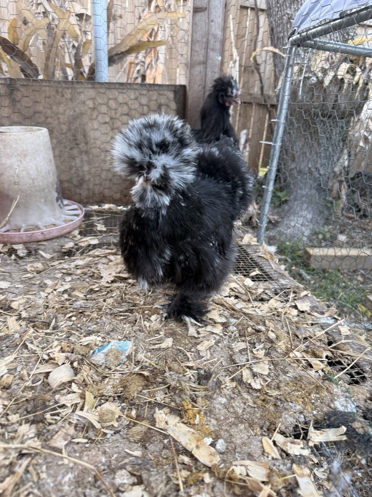 6 Silkie Various Colors hatching eggs