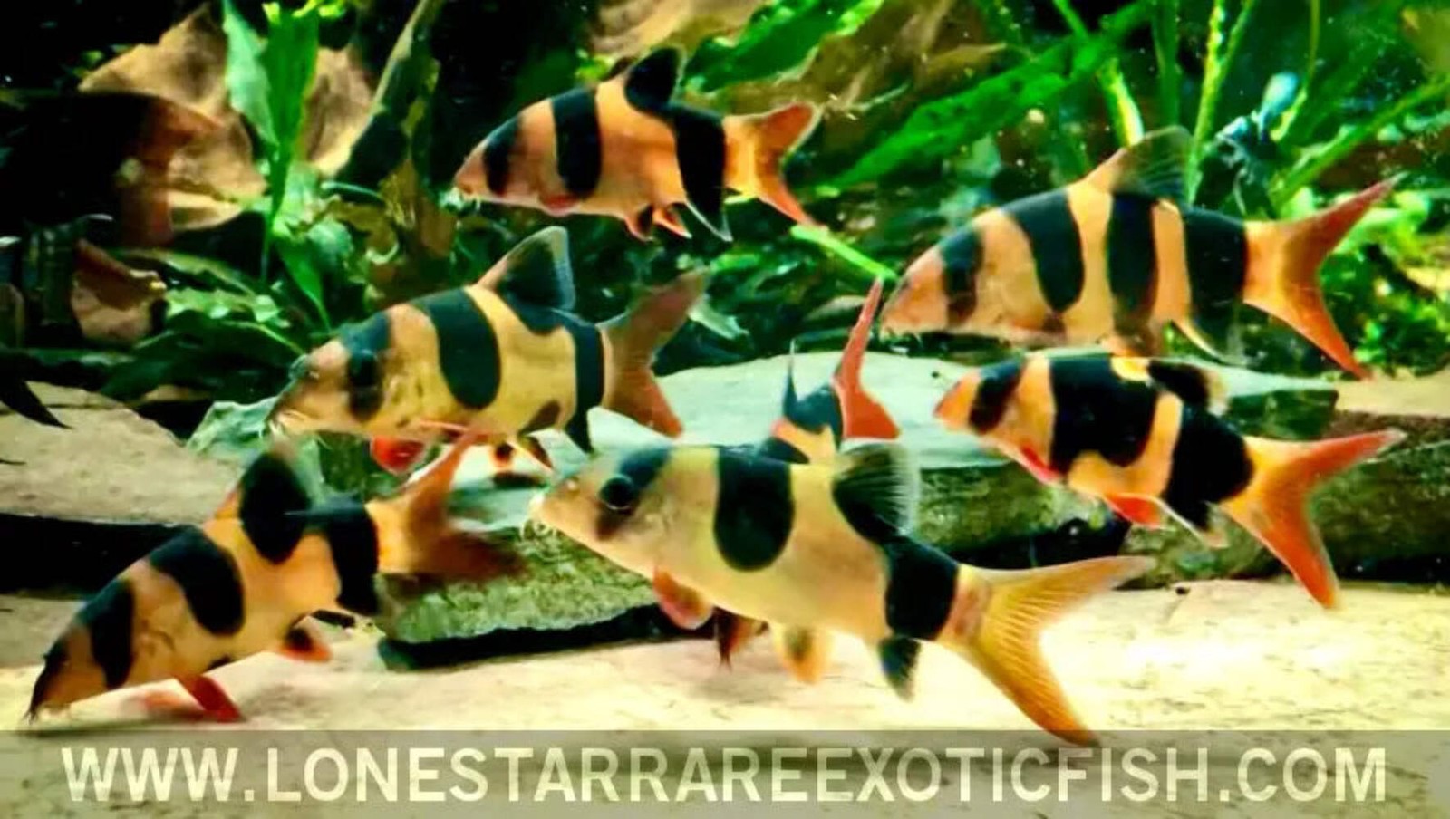 Clown Loach / Chromobotia macracanthus - Live Aquarium Fish