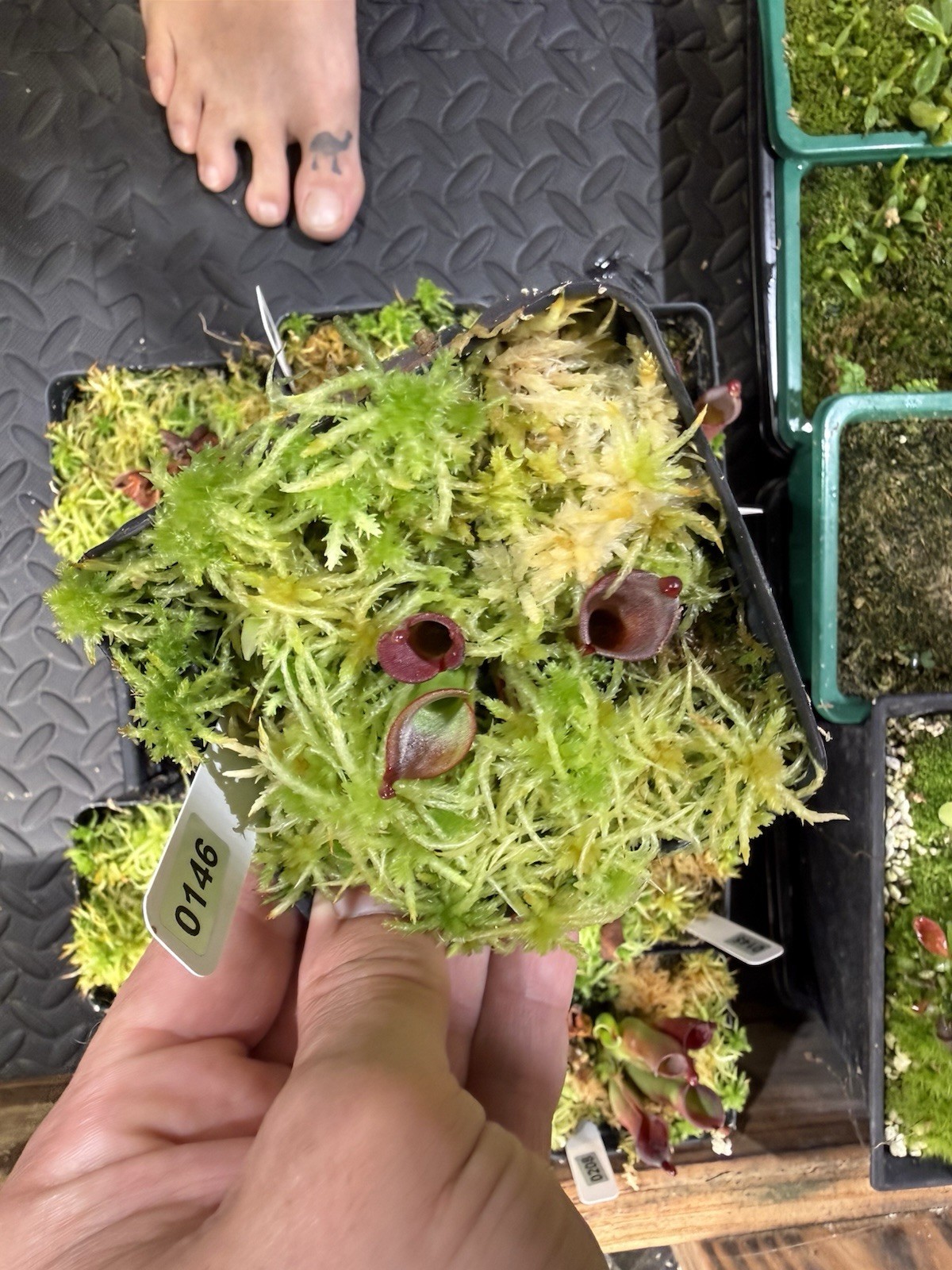 Heliamphora Minor X Cherry Top