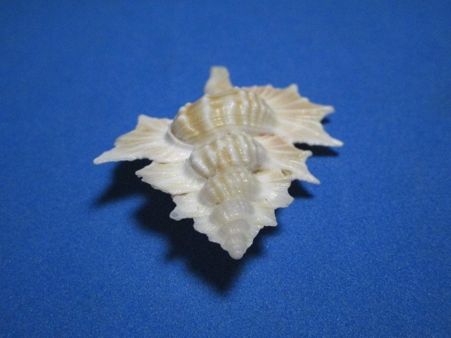 Biplex perca Perry, 1811 "MAPLE LEAF;GIANT! (48.0mm)